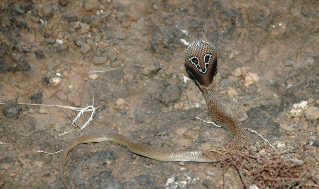 File:Indian Binocellate Cobra.JPG