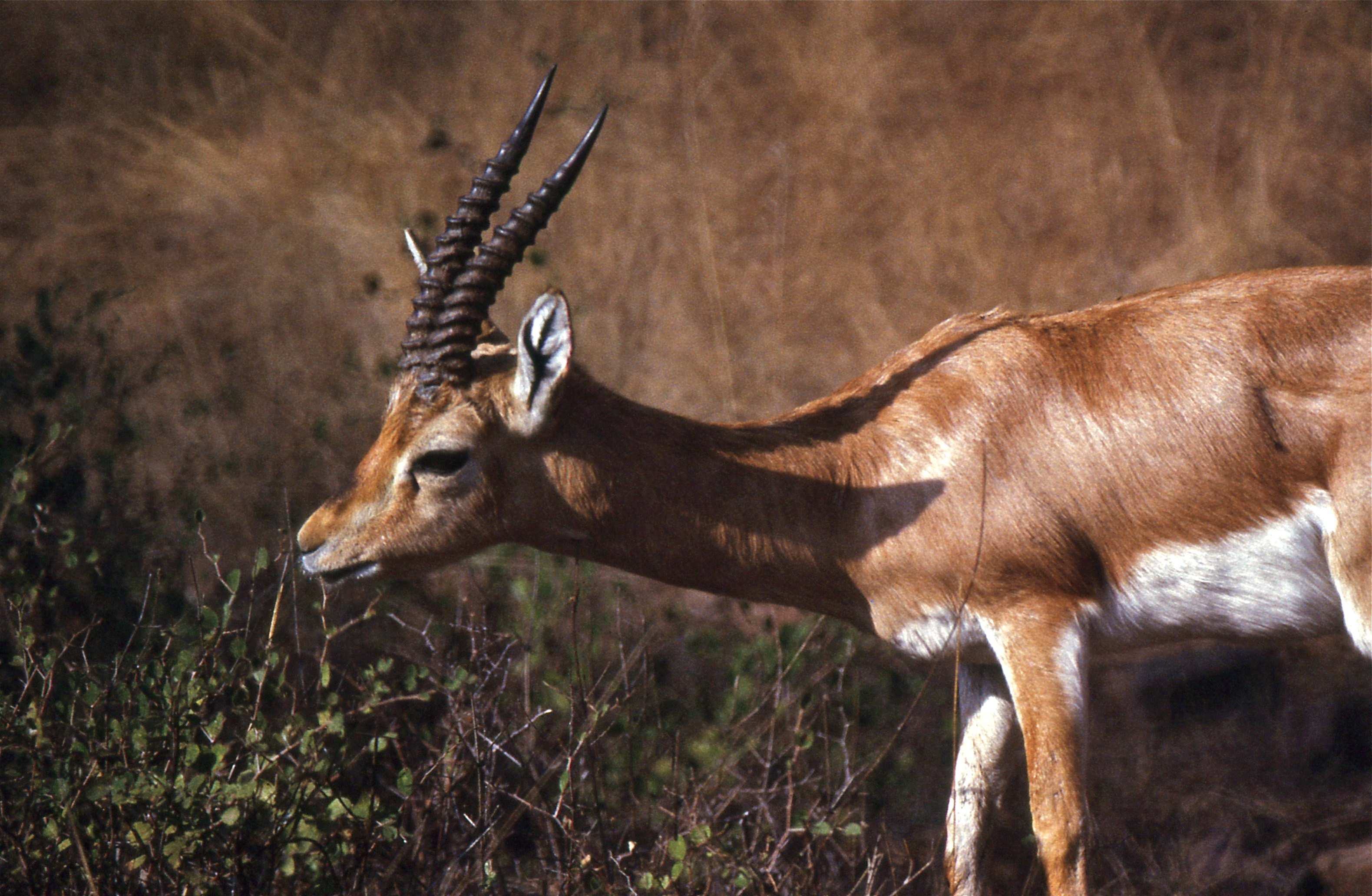 Indian Gazelle (Gazella bennettii) (20161240388).jpg