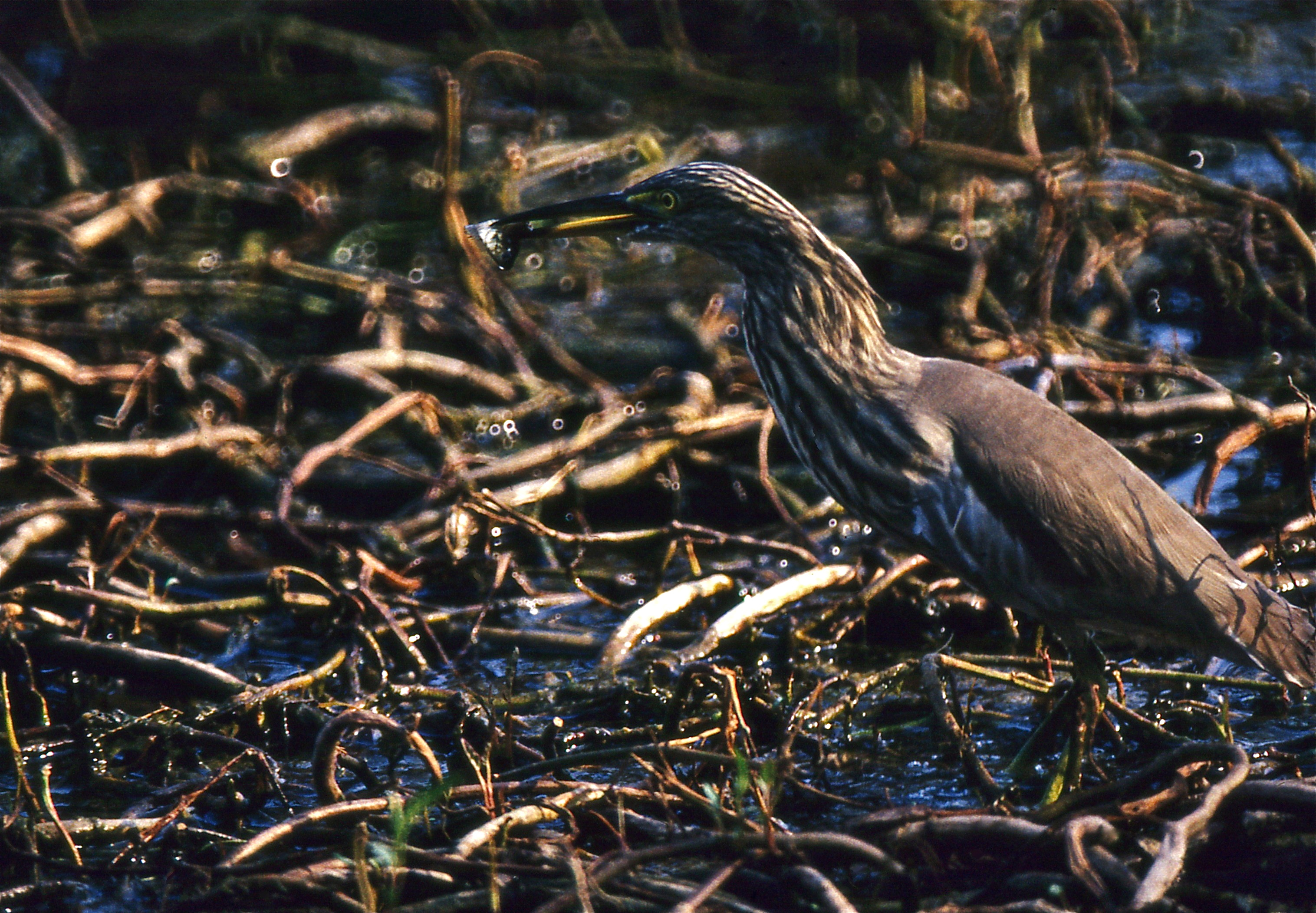 Indian Pond Heron (Ardeola grayii) with prey (19782247323).jpg