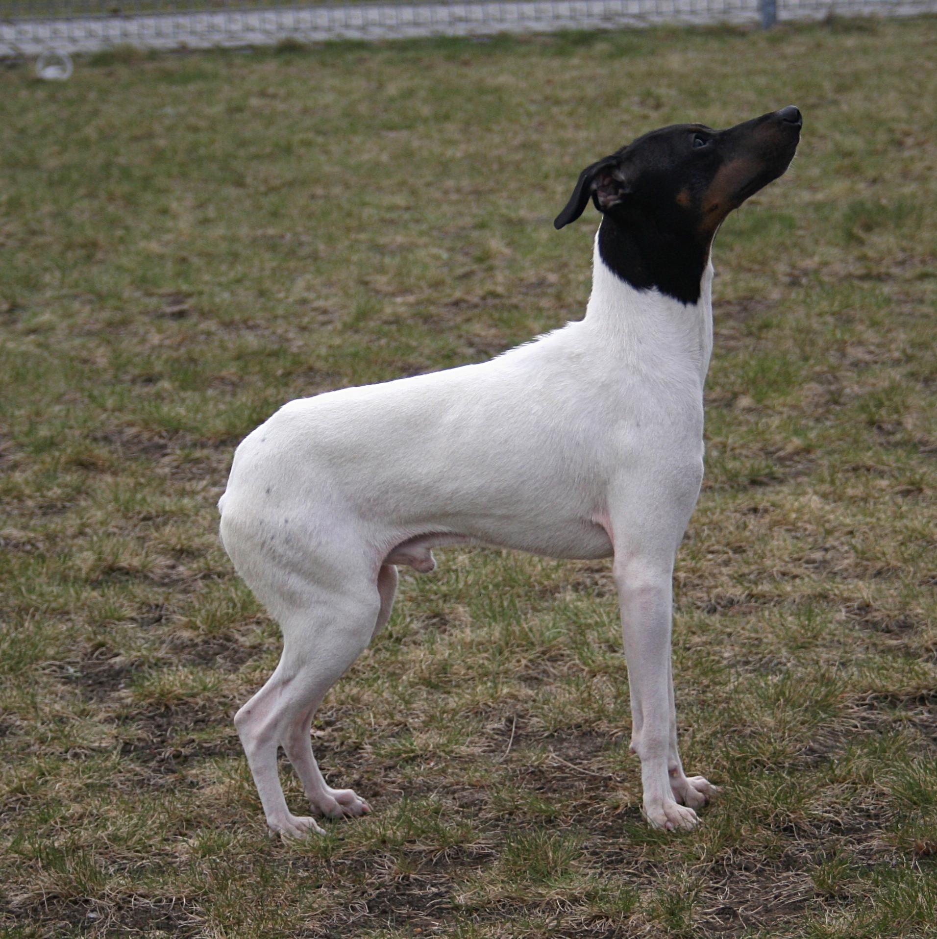 japanese terrier