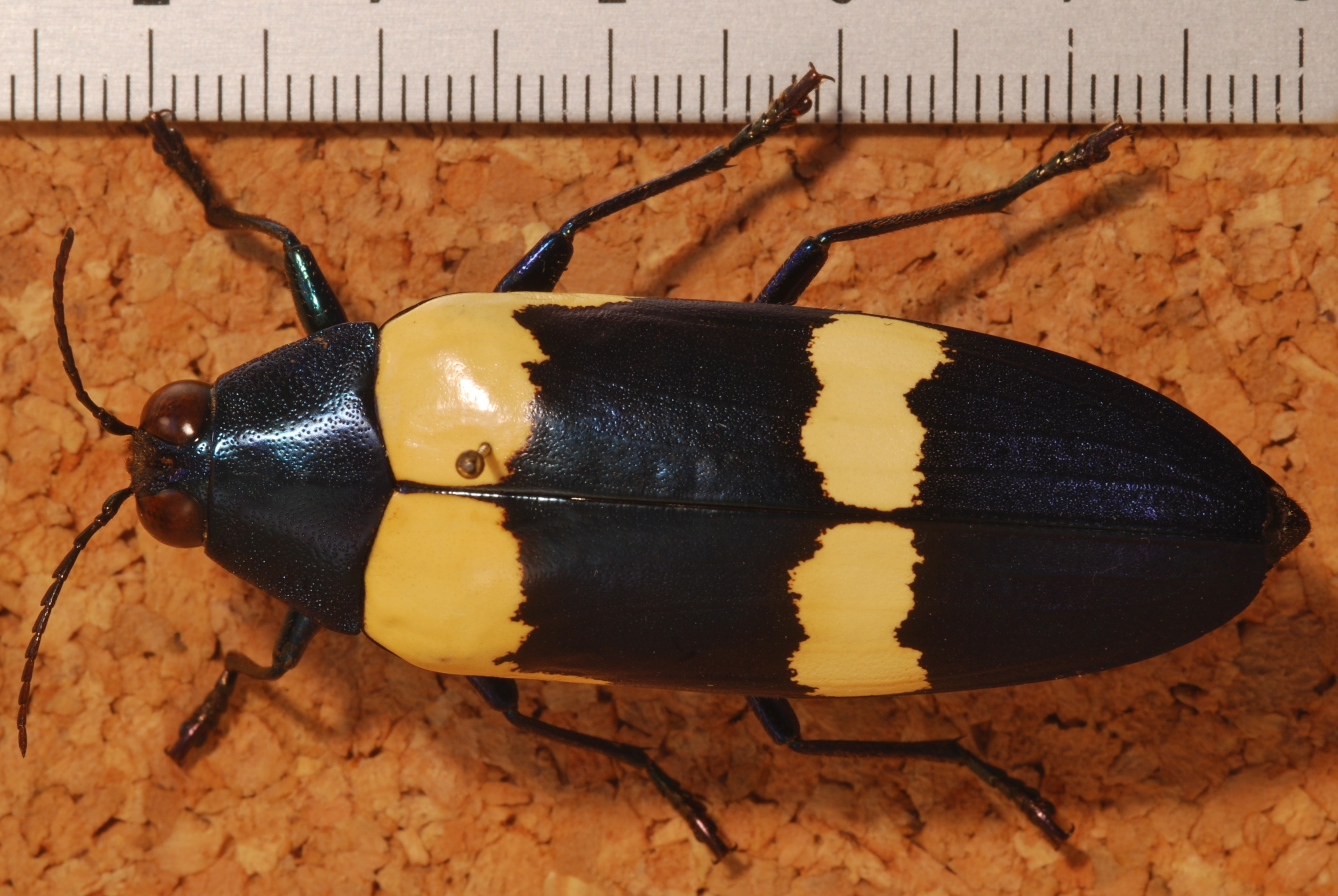 Jewel Beetle (Chrysochroa mniszechii) (8233228792).jpg