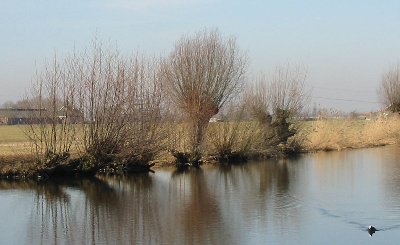 File:Knotwilgen bij oudewater februari 2003.jpg