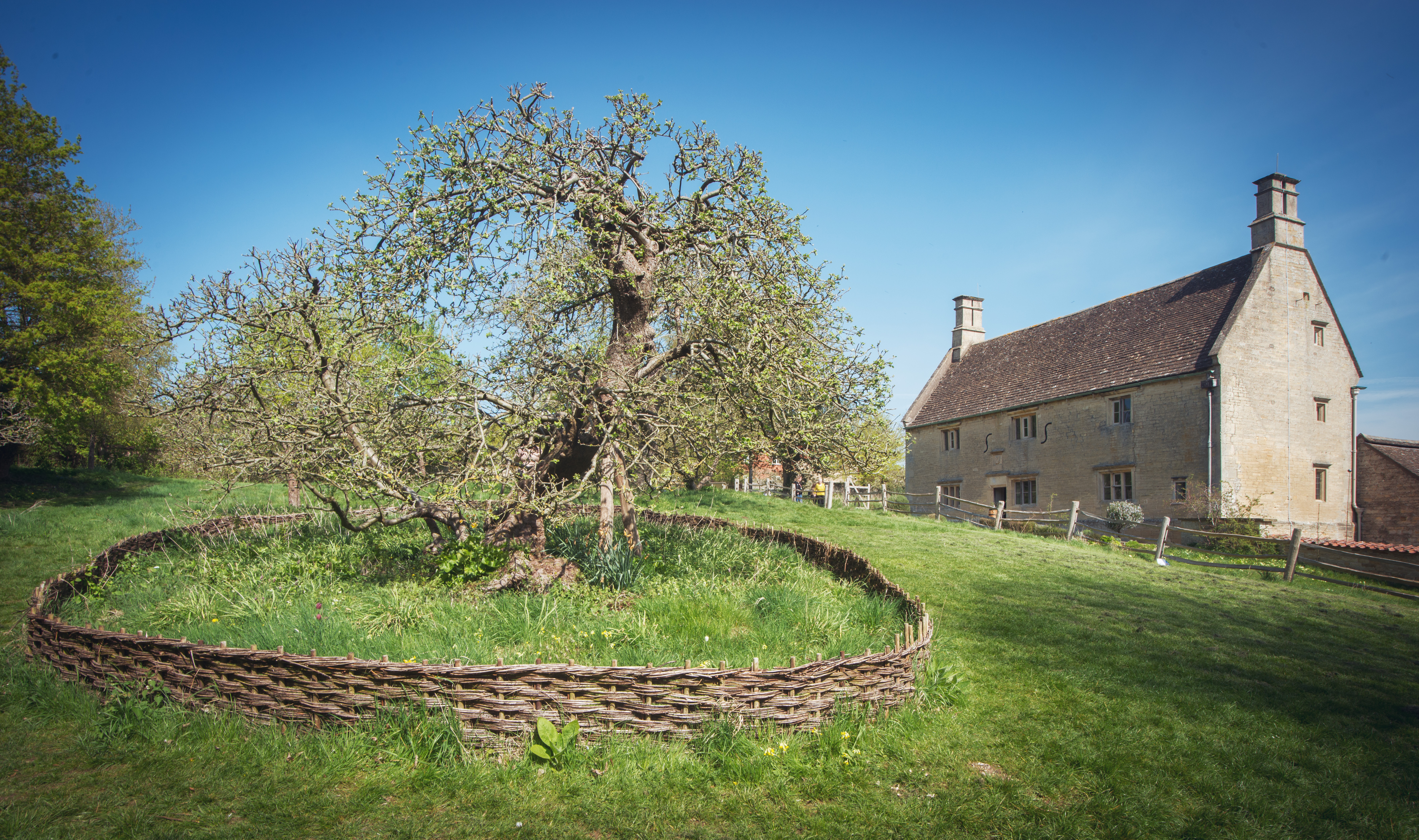 Woolsthorpe Manor, a antiga casa de Isaac Newton e en primeiro plano a maceira entendida como a famosa árbore que o inspirou na teoría da gravidade.