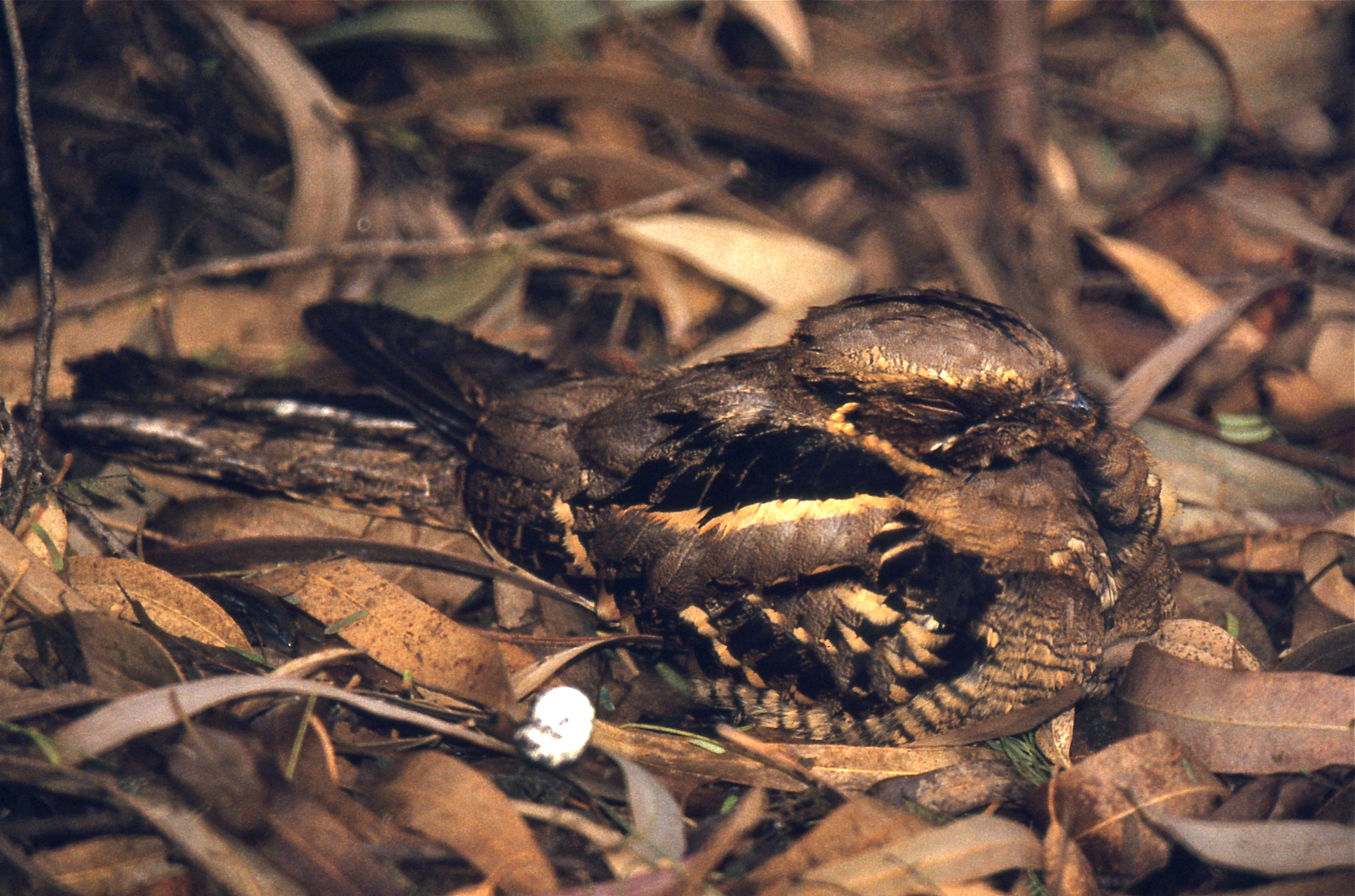 Large-tailed Nightjar (Caprimulgus macrurus) (20785458426).jpg