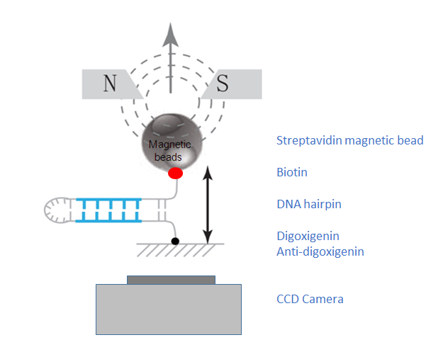 File:MagneticDetectionSetup.png