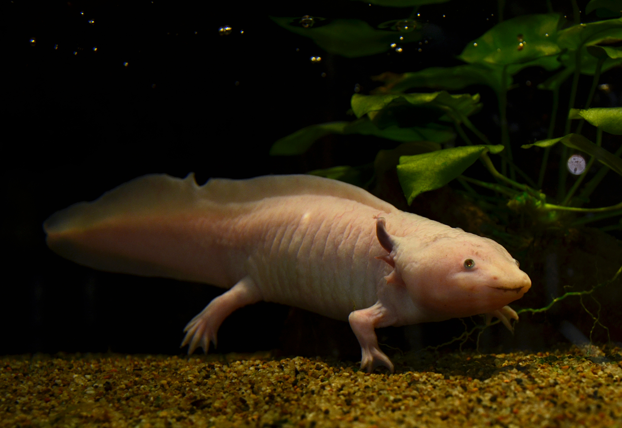 File Mus Hist Nat Lille Axolotl 1513 1 Jpg Wikimedia Commons