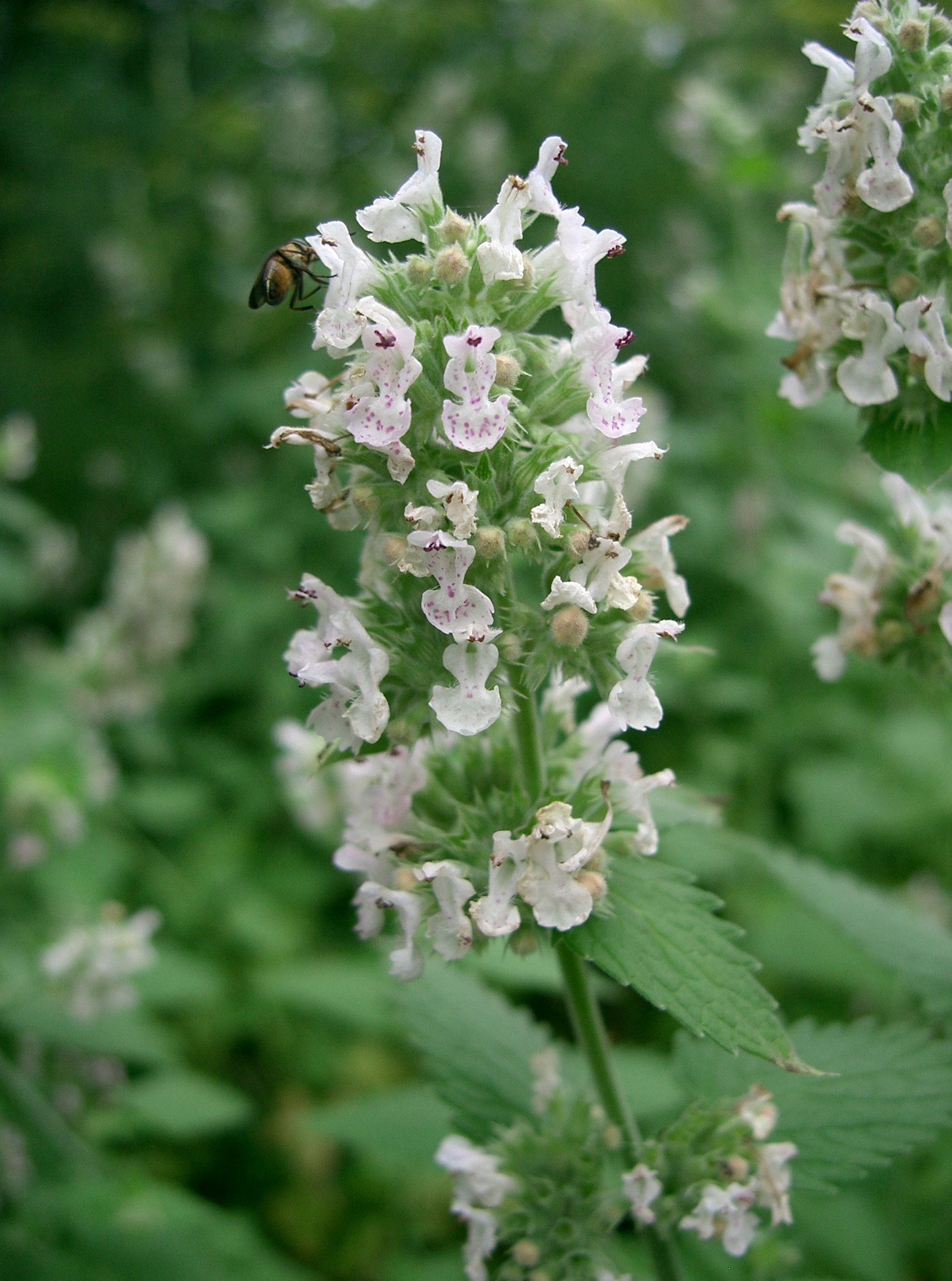 Nepeta cataria, Herbe à chats, Menthe à chats, Cataire Bio - Pépinière  l'Arc en Fleurs