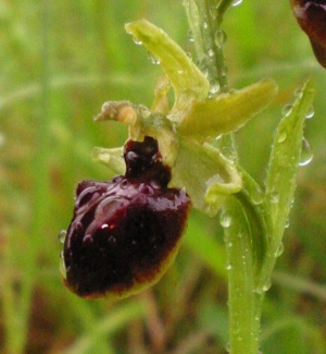 File:Ophrys sphegodes.jpg