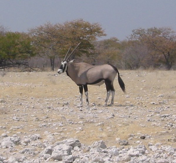 File:Oryx gazella 1.jpg