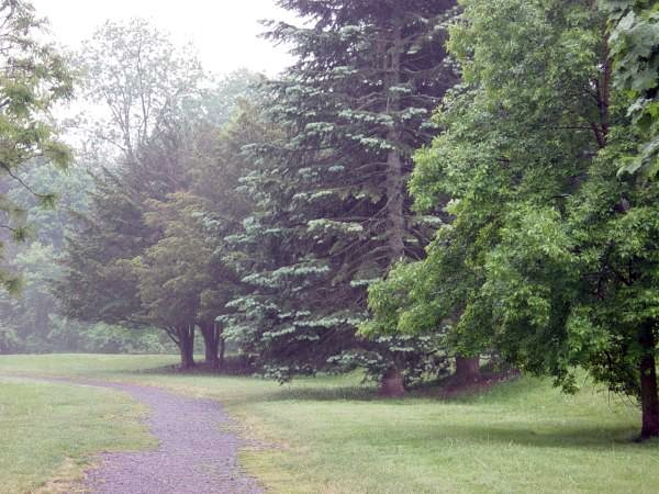 File:Pass-arboretum 2011 conifers.jpg