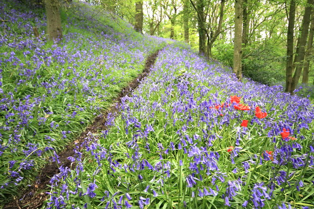 Path Through the Bluebells - geograph.org.uk - 1291498