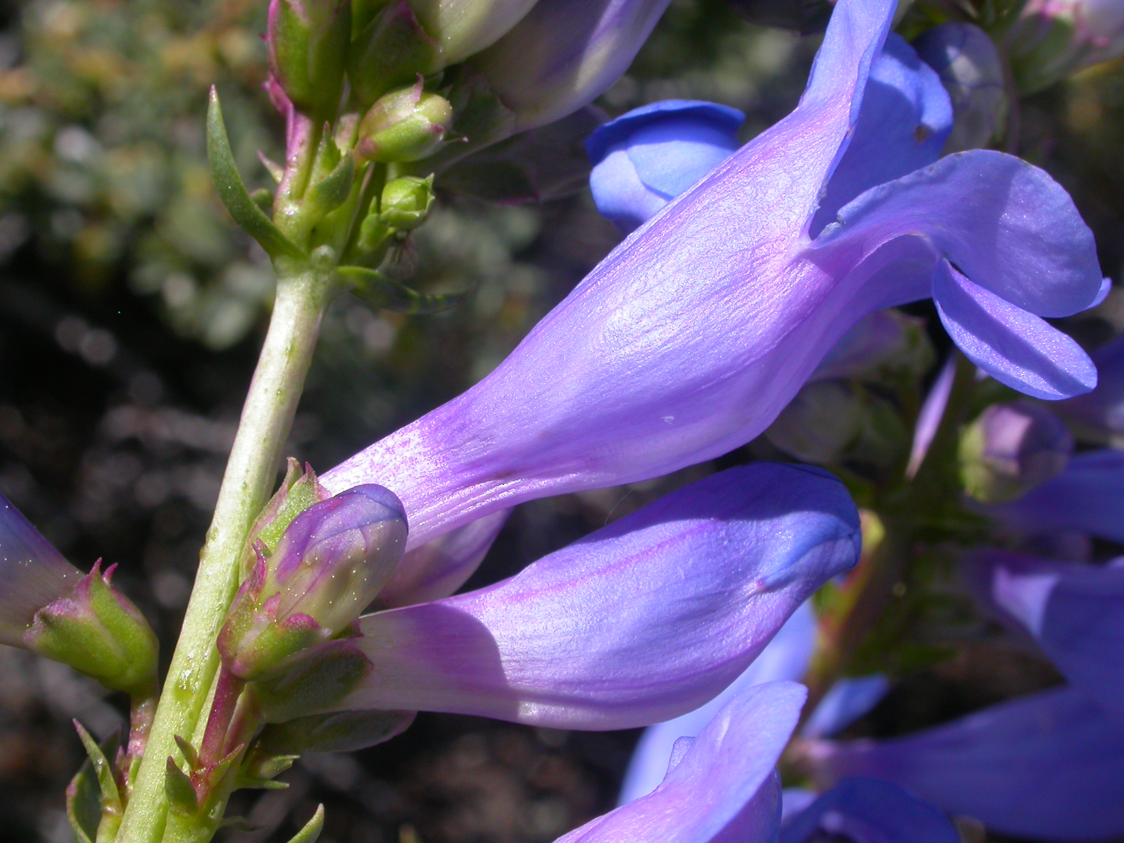 Penstemon Azureus