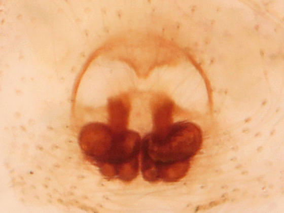 File:Phanias watonus epigyne in clove oil.jpg