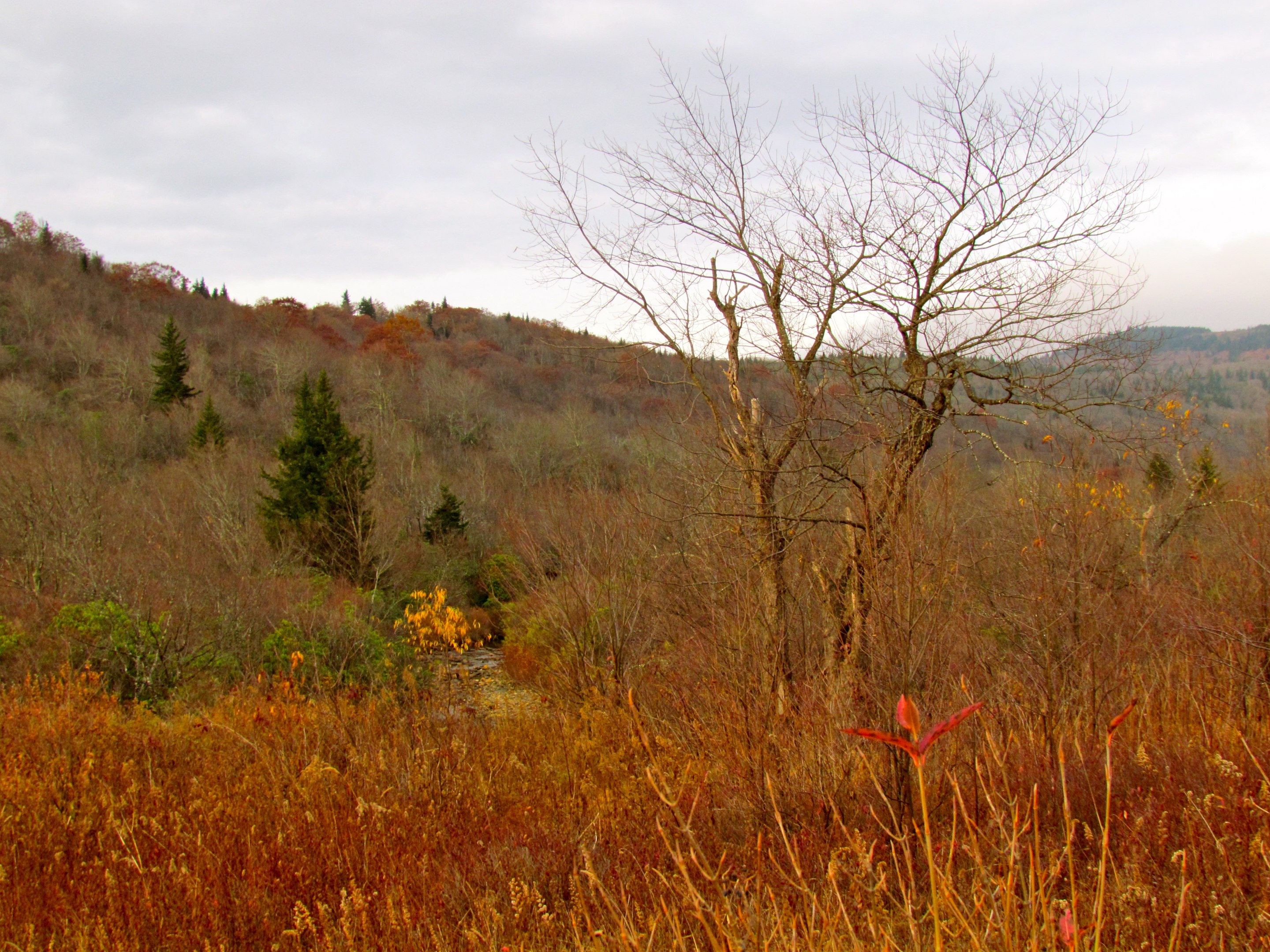 Pisgah National Forest