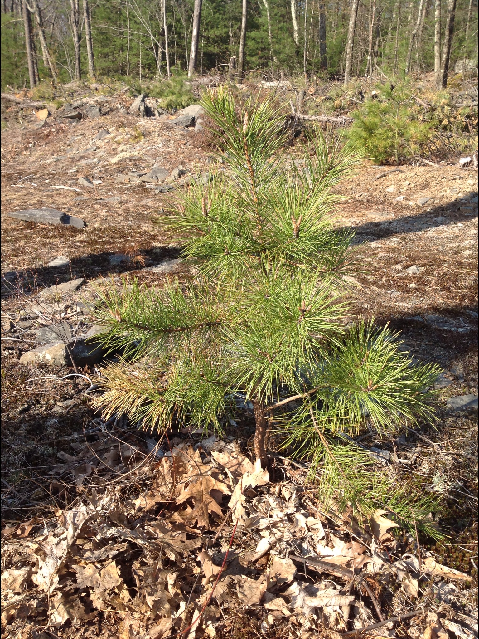 Хвойная 4. Pinus rigida. Сосна обыкновенная 4-5 метров. Сосна 4 года.