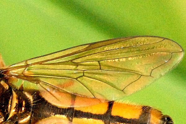 File:Platycheirus.fulviventris9.-.lindsey.jpg