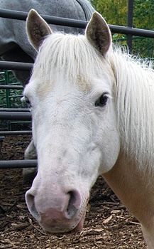 File:Pony Heterochromia.jpg