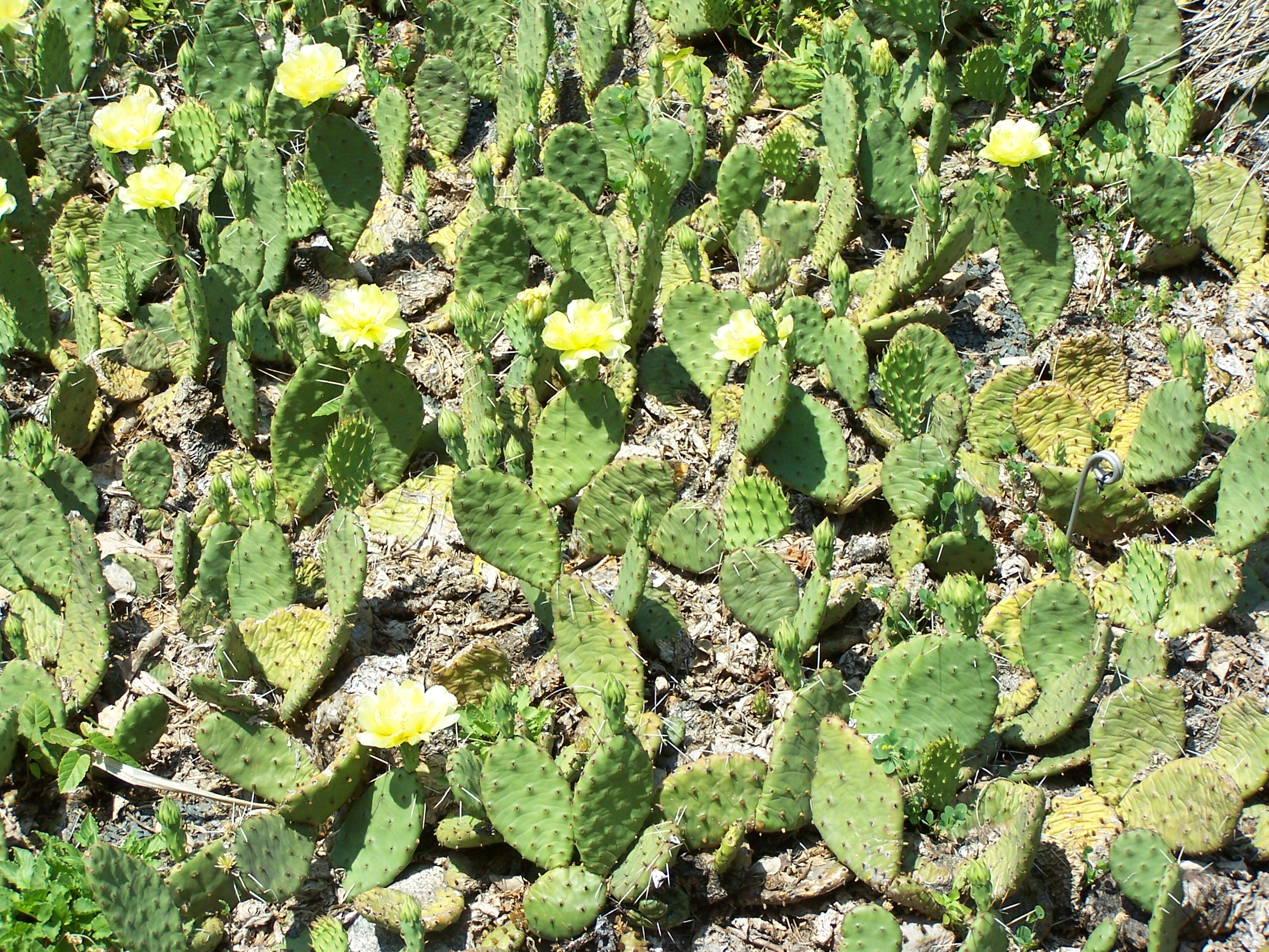 Opuntia Humifusa Wikipedia