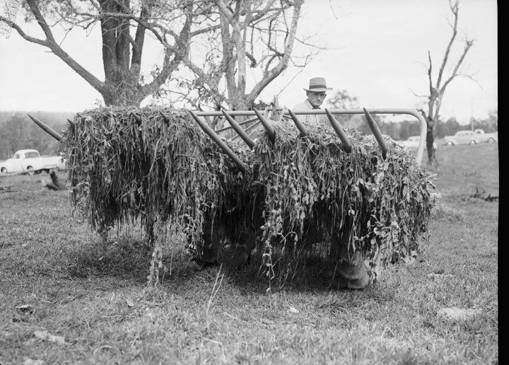 File:Queensland State Archives 1725 Department of Agriculture and Stock Cattle Husbandry Branch field day at a farm in the Upper Coomera Gold Coast August 1954.png