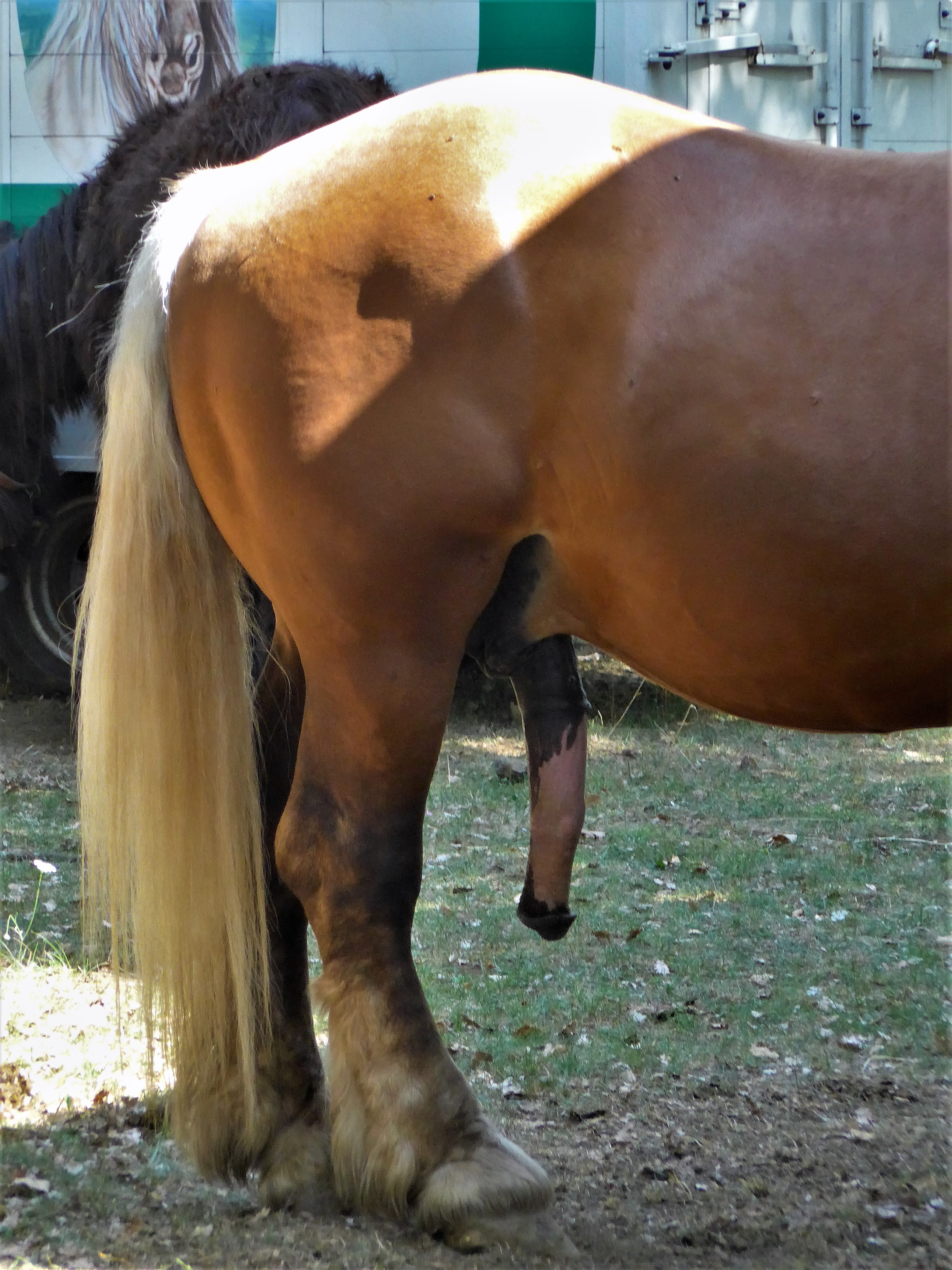 Photo de bite de cheval