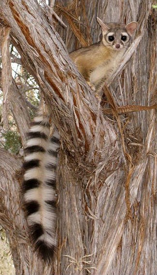 File:Ringtail ZionFB edited.jpg