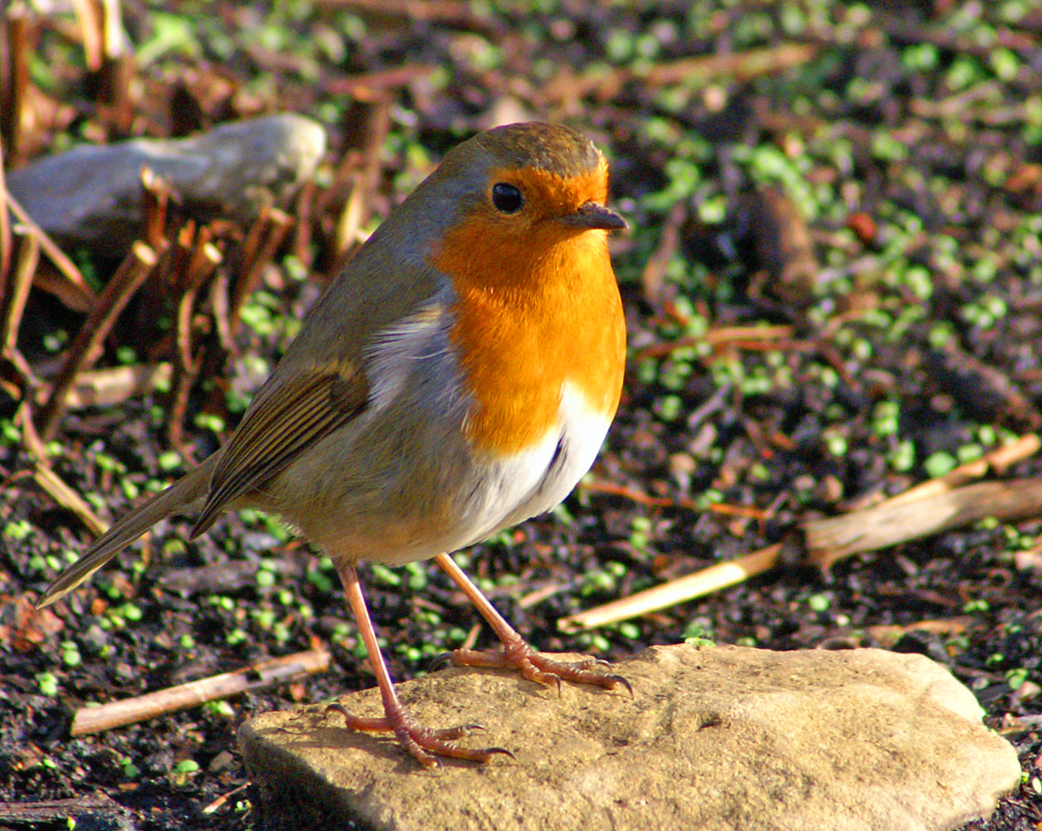 European robin - Wikipedia