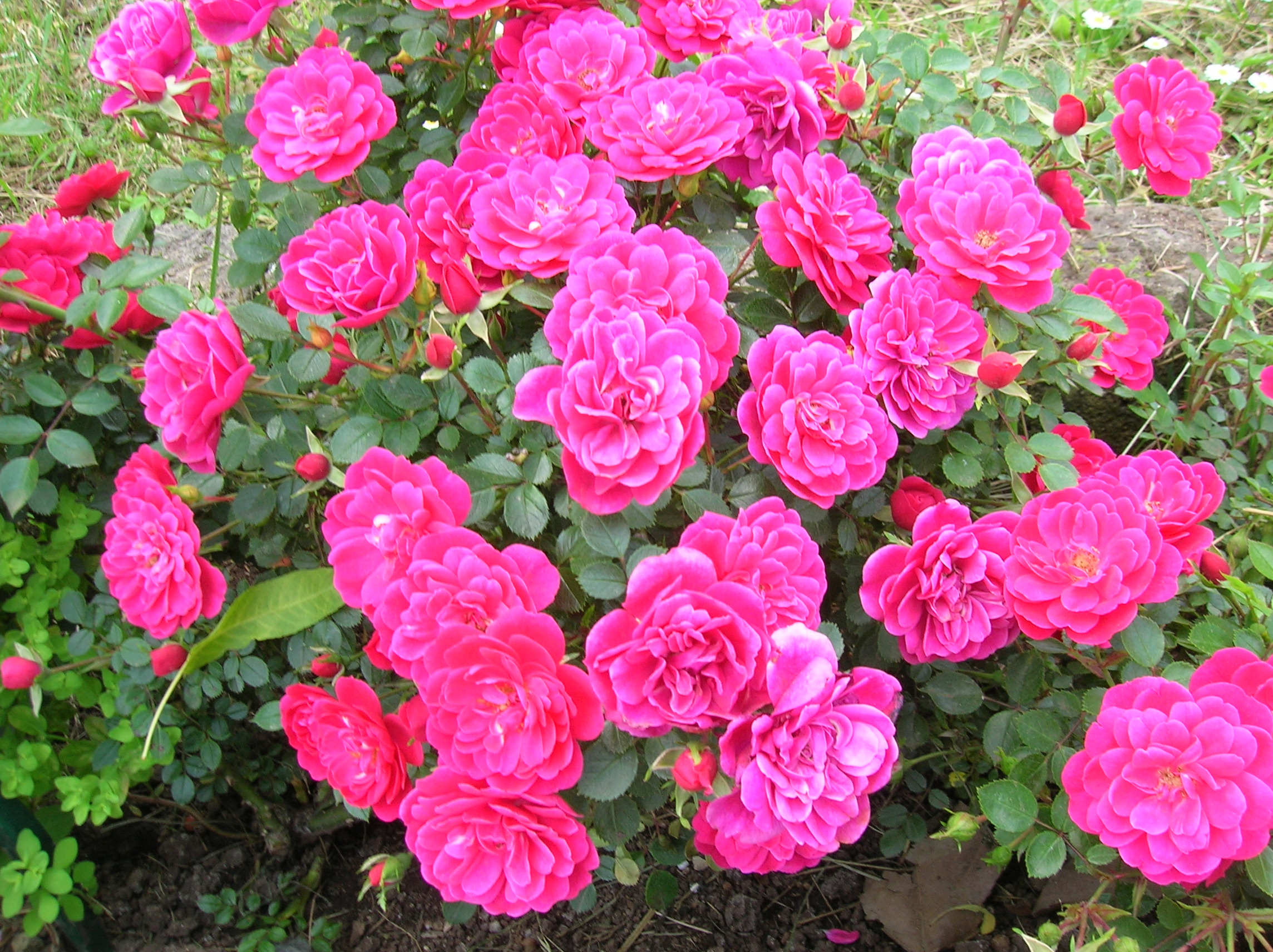 Розы Rose Miniature Sweet Symphony