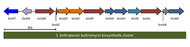 Annotated bottromycin biosynthetic gene cluster in S. bottropensis S. bottropensis bottromycin biosynthetic cluster2.png