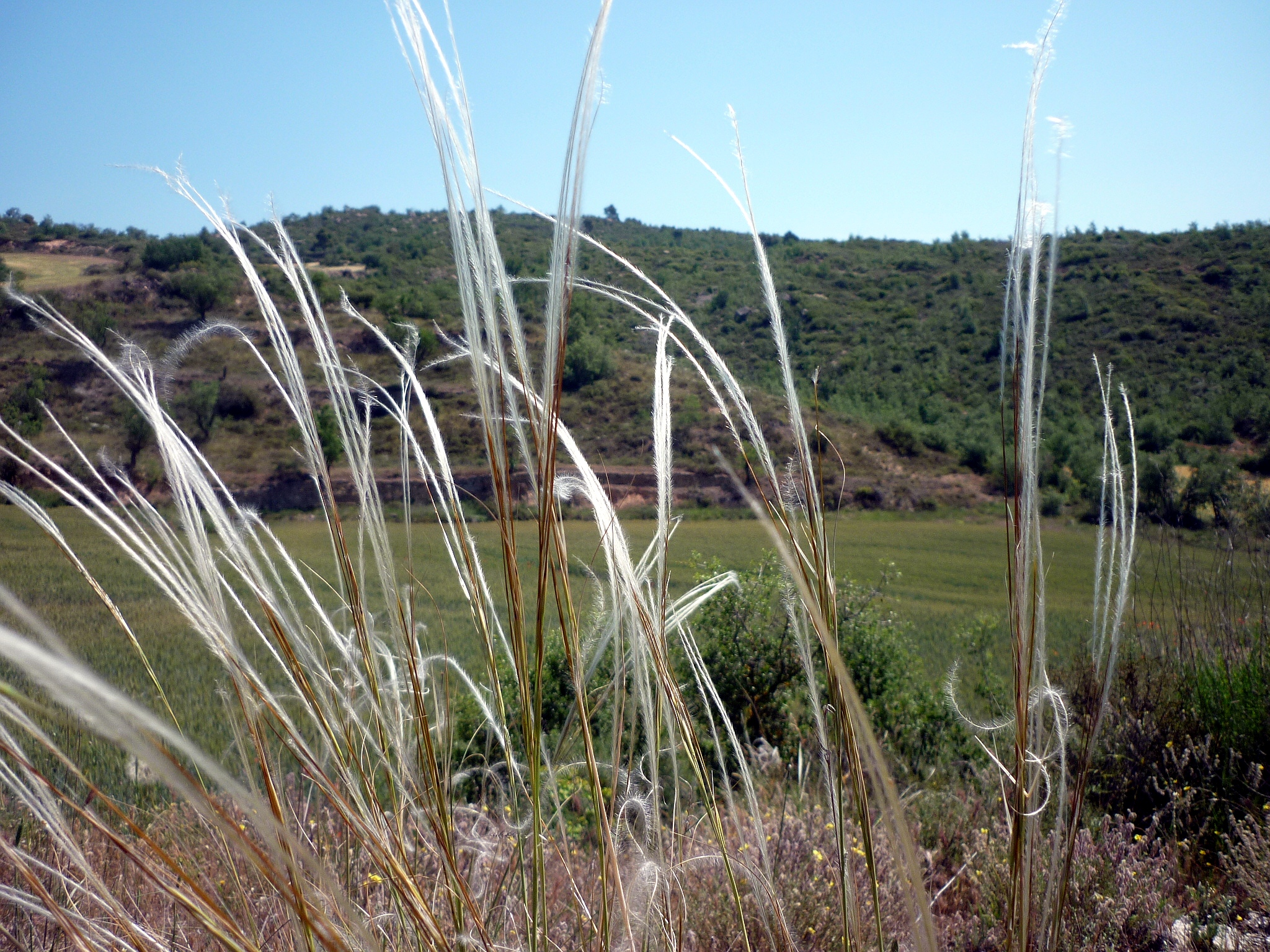 Stipa Joannis