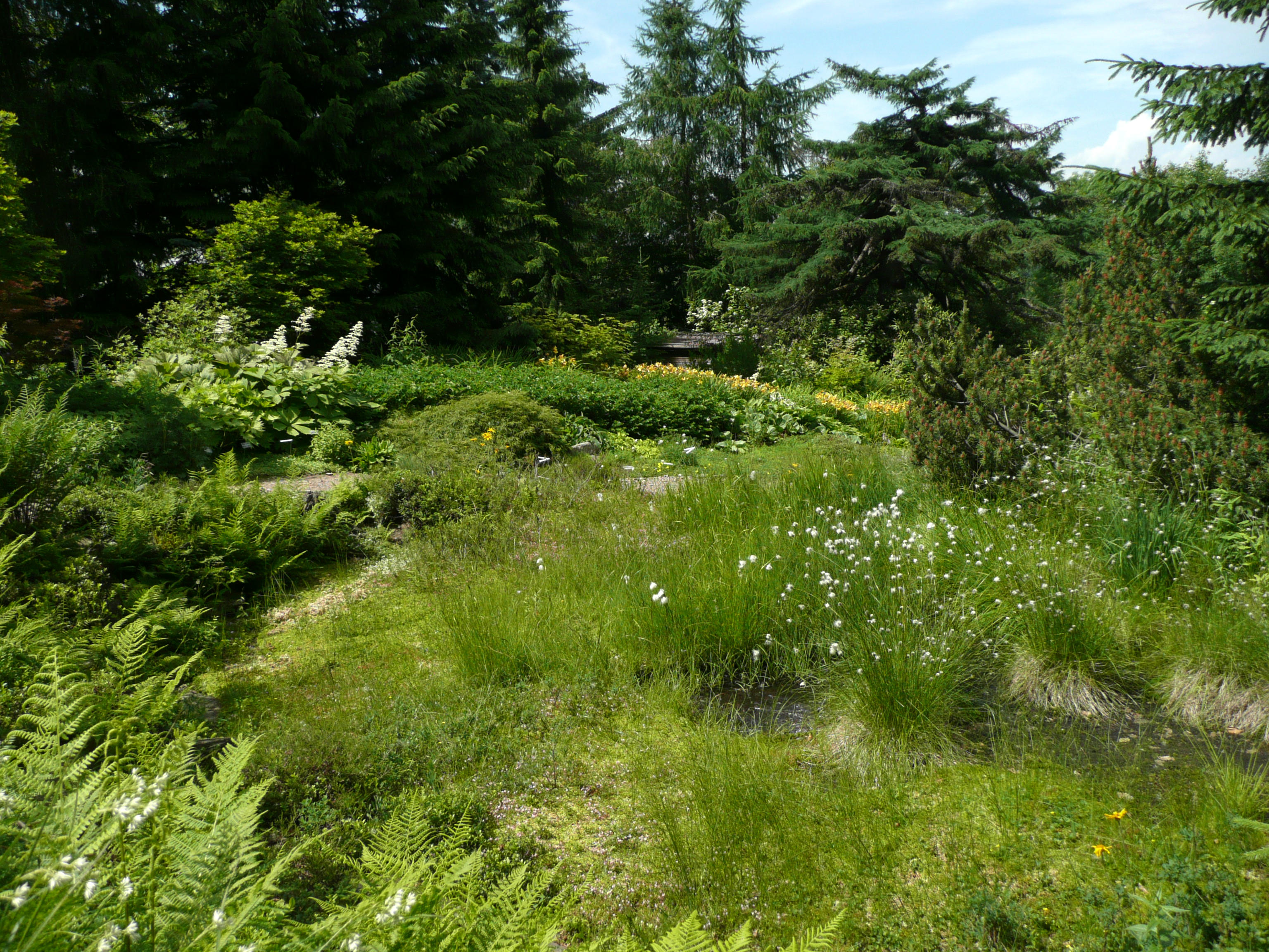 File Schellerhau Botanischer Garten 03 Jpg Wikimedia Commons