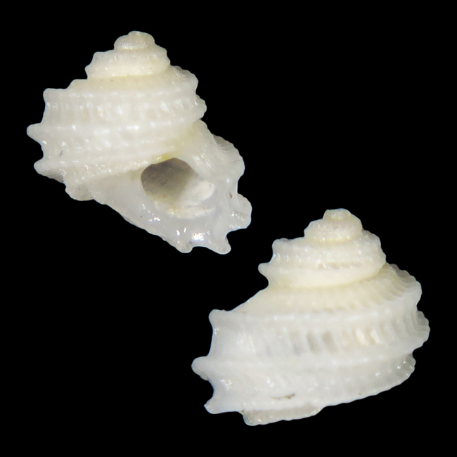 Seashell - Wikipedia