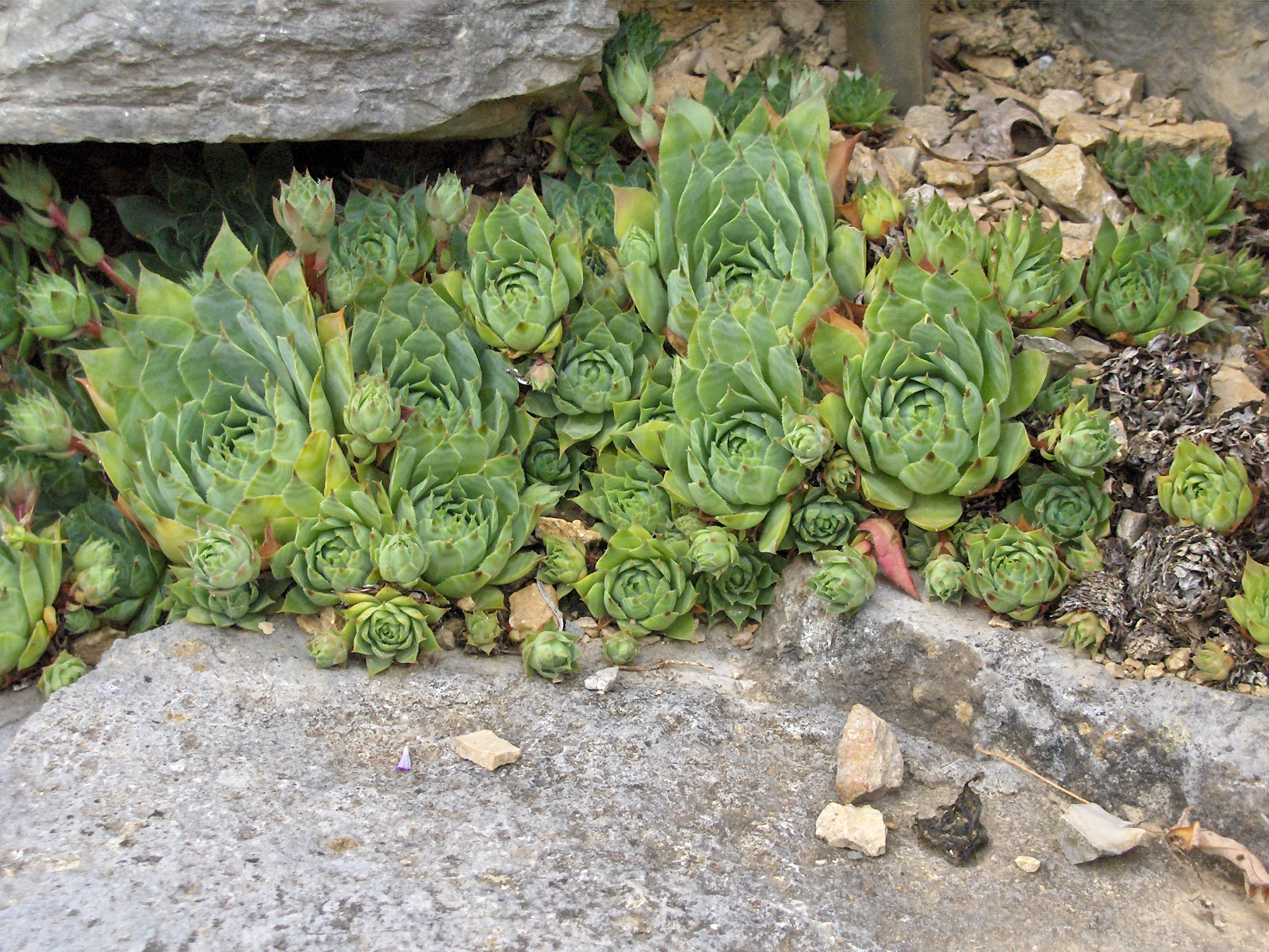 Молодило выращивание. Молодило (Sempervivum). Молодило кровельное (Sempervivum tectorum). Камнеломка молодило. Альпийская живучка Sempervivum.