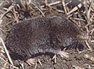 Elliots short-tailed shrew species of mammal