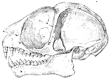 File:Skull tarsius spectrum ugglan.gif