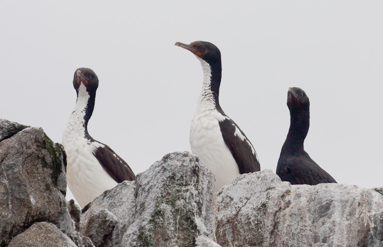 Dosiero:Stewart Island Shag.jpg