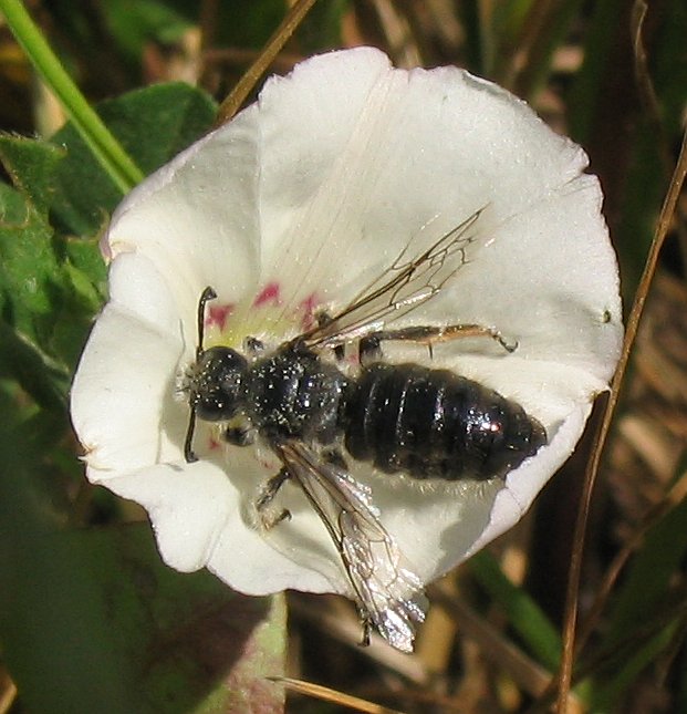 (c) Wikipedia: Spiralhornbiene auf der Ackerwinde