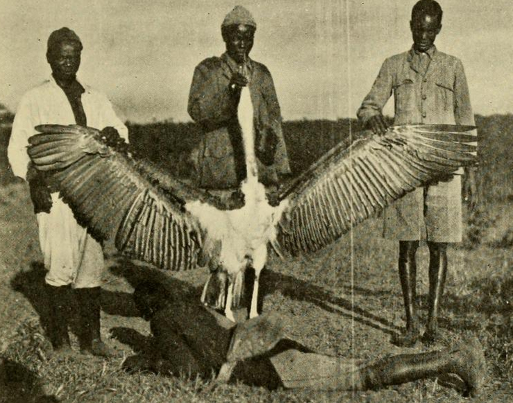 File:The Big Game of Africa (1910) - Giant Marabou.png