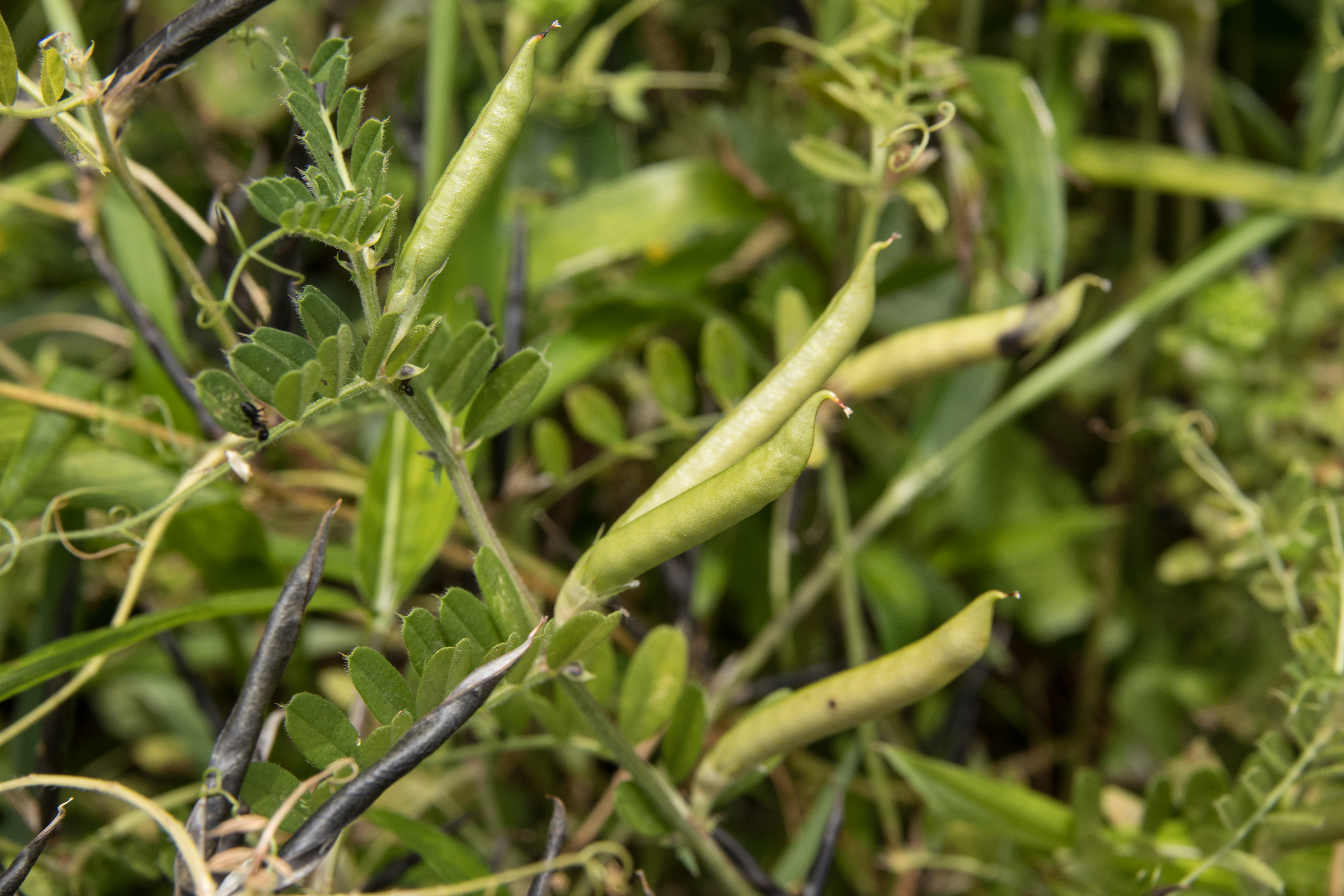 File Vicia Sativa Subsp Nigra 03 Jpg Wikimedia Commons