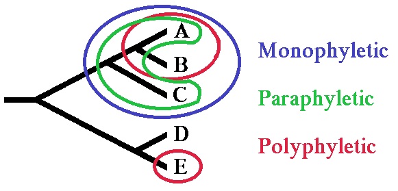 File:-phyletic groups eng.jpg