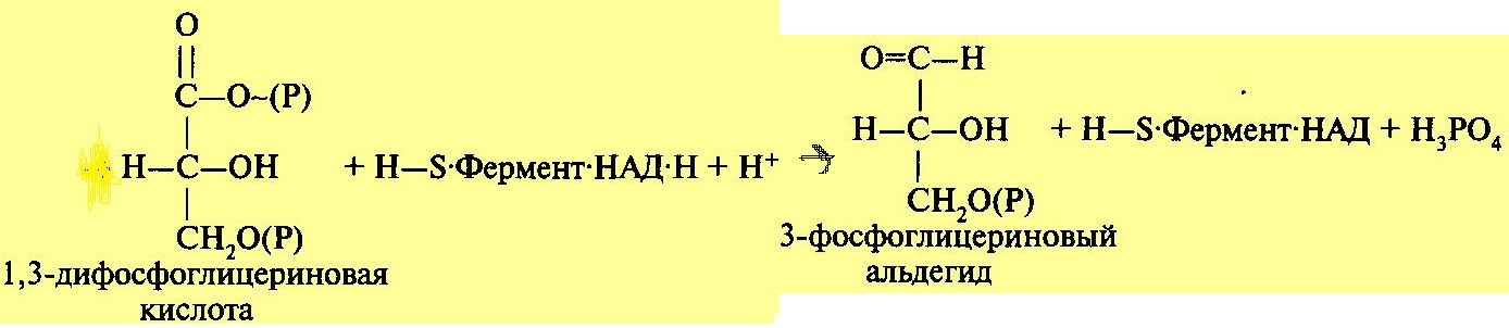 Кислота 1 3. 3-Фосфоглицериновая кислота формула. Реакция образования 1,3 дифосфоглицериновой кислоты. Фосфодиоксиацетон 1.3 дифосфоглицериновая кислота. 1,3-Дифосфоглицериновой кислоты.