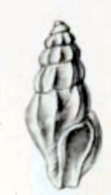 <i>Anacithara querna</i> Species of gastropod