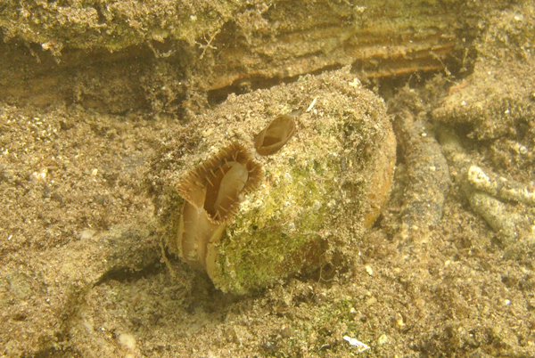 File:Anodonta cygnea1 A MRKVICKA.JPG