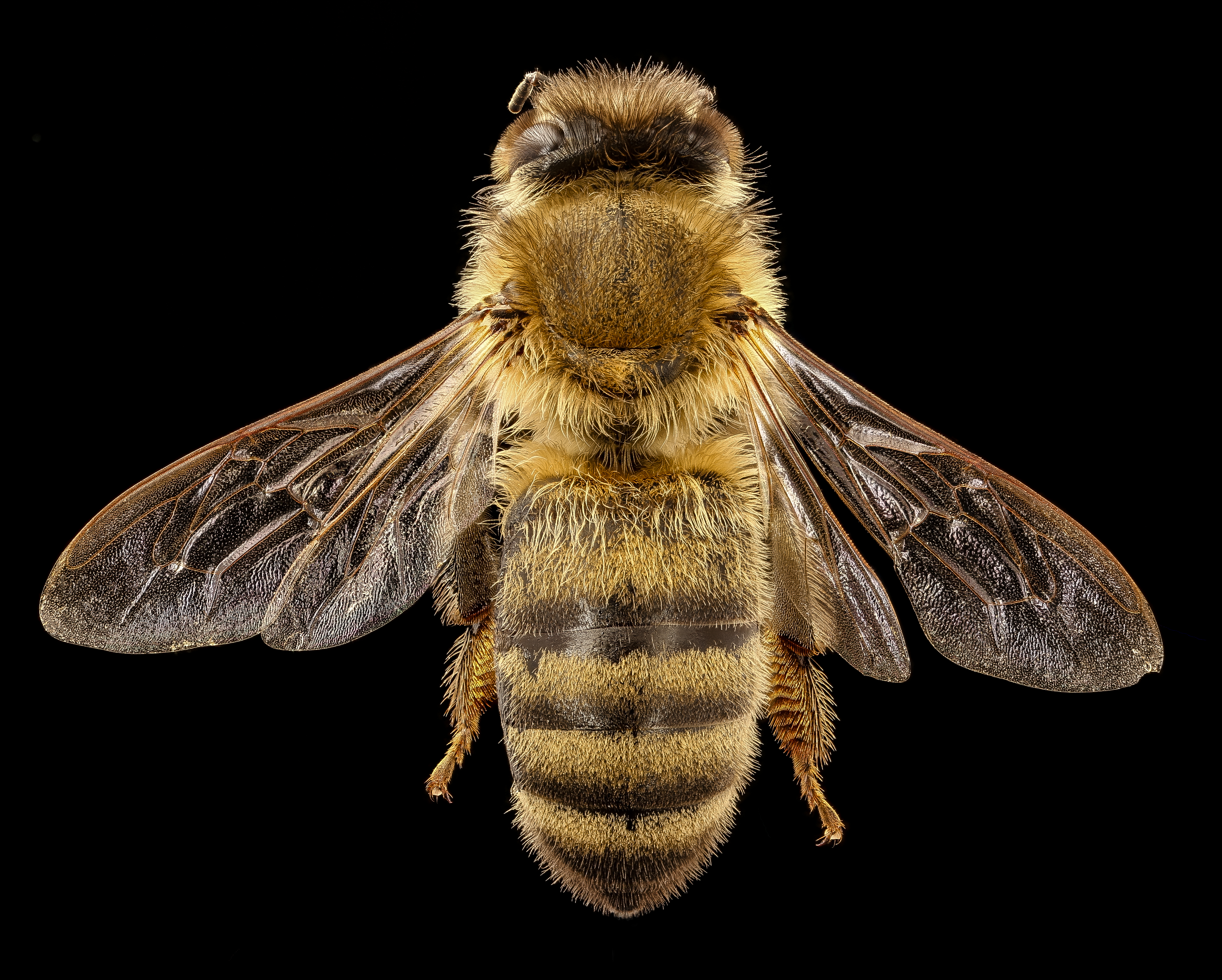 File:Honey bee (Apis mellifera).jpg - Wikimedia Commons, Honey Bee 