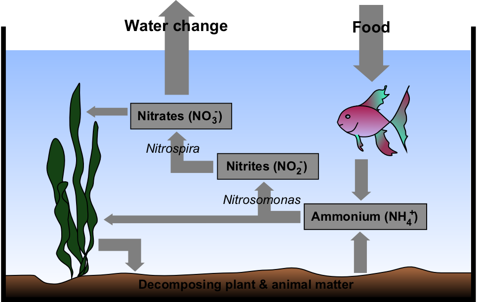 Grow High-Tunnel Lettuce Year Round on Fish Waste – Sciworthy