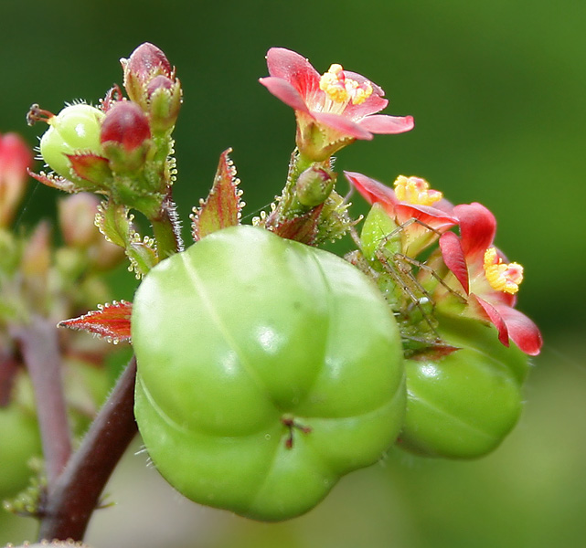 Bellyache Bush (Jatropha gossipifolia) in Hyderabad, AP W IMG 9472.jpg