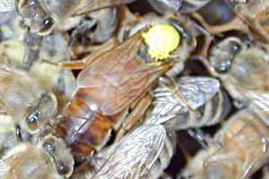 A coloured dot applied by a beekeeper identifies the queen