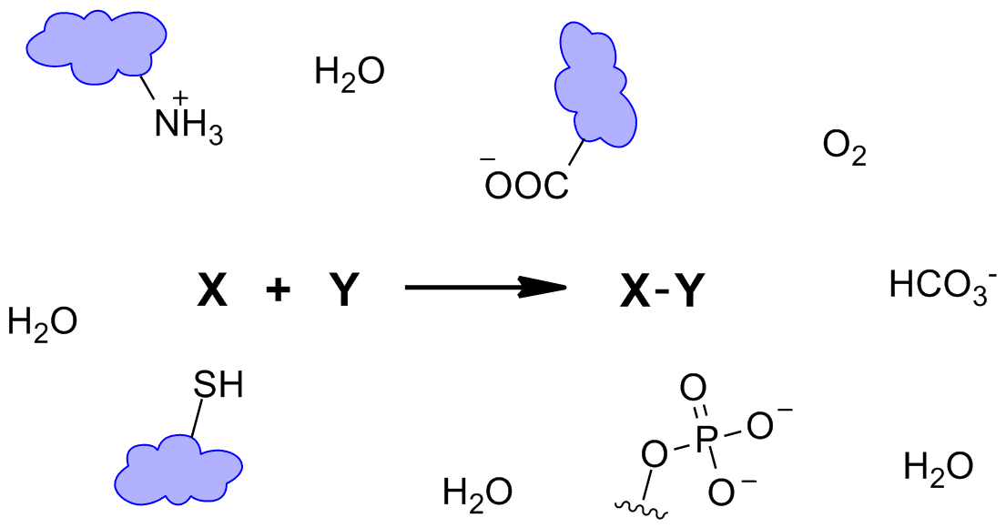 Протекание химической реакции изображено на рисунке 3. Азид алкиновое присоединение. Биоортогональные реакции. Реакция PNG. Ekzotermic Reaction PNG.