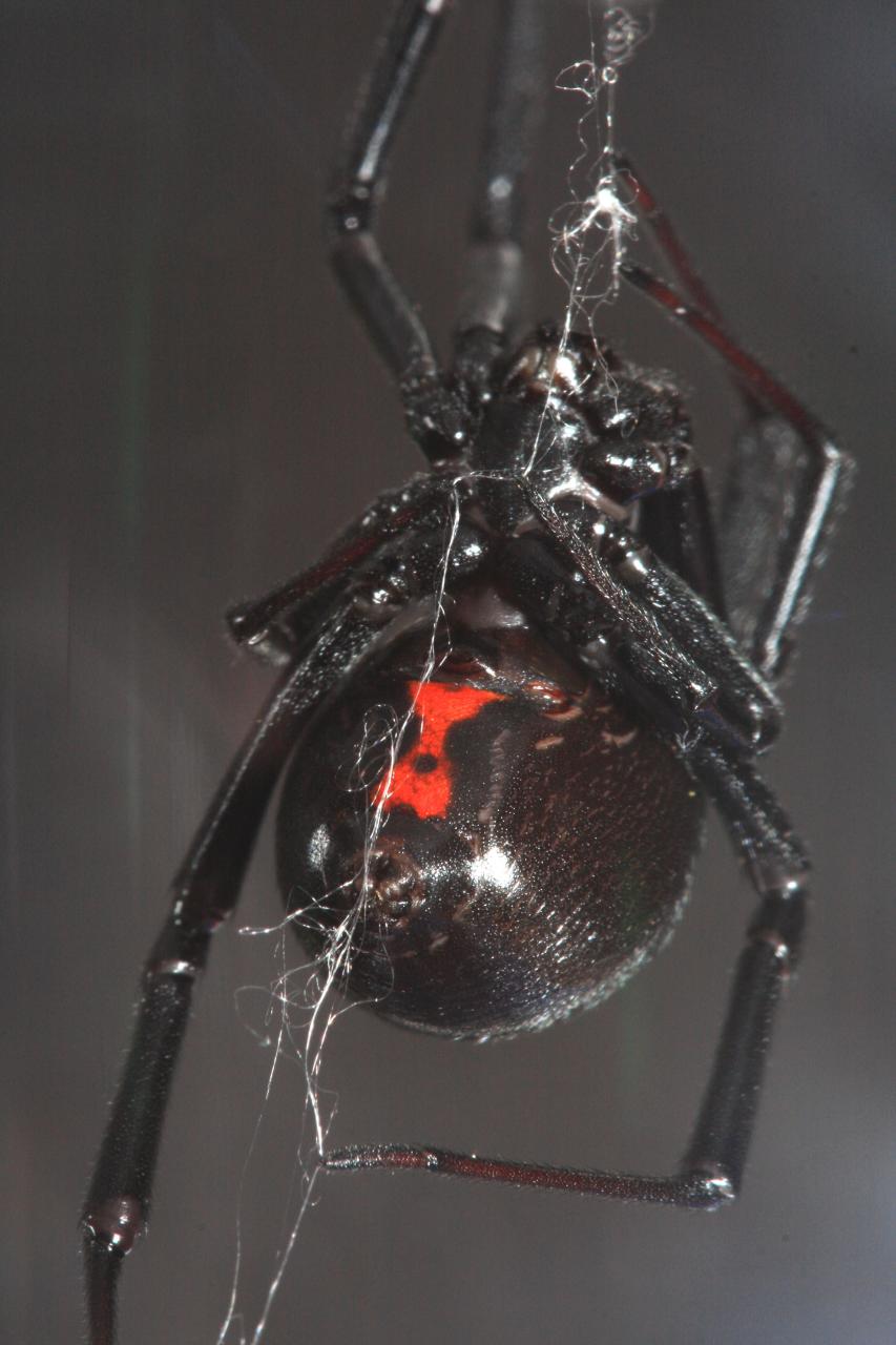 Black Widow Spider Cost : Spider Black Widow Red Black Bug Spider 3d Vector Image / What is a black widow spider?