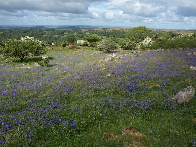 File:Bluebells near Swelltor quarries - geograph.org.uk - 2415368.jpg