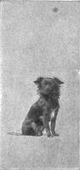 Britannica Dog 39.jpg